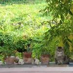 Εξοχικό σπίτι Ca' Dell'olmo Monteciccardo