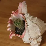 Ca' Dell'olmo Monteciccardo